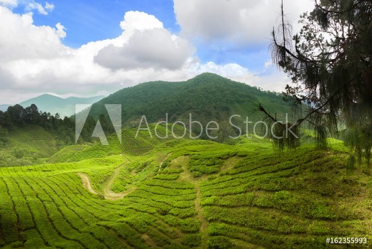 Picture of Tea plants cameron highlands leasts